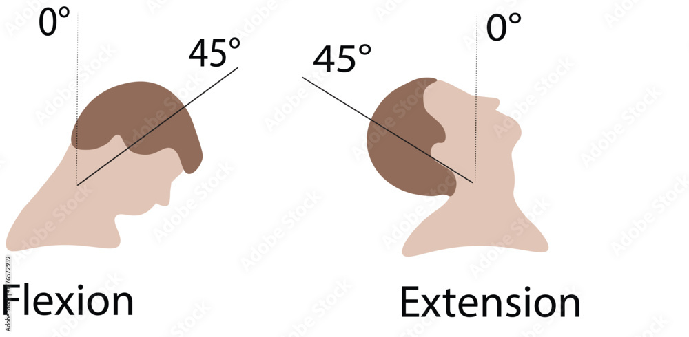 Obraz premium Cervical Spine Range of Motion – Flexion and Extension with End-Range Positions | Medical Anatomy Illustration