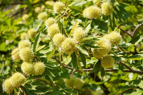 Close-up of a still green chestnut