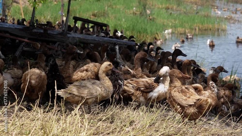 Free-range duck farming for egg production. A flock of Khaki Campbell ducks resting from foraging on earthen dyke under shade of a tree in a flooded rice field after harvest in lowland of Thailand.
