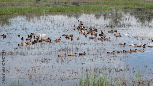 Free-range duck farming for egg production. A flock of ducks swims in a row to foraging in a flooded rice field after harvest traditional form of agriculture in lowland areas of Thailand.	
