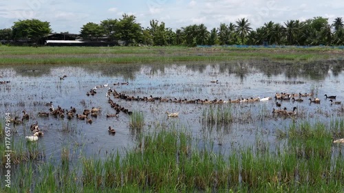 Free-range duck farming for egg production. A flock of ducks swims in a row to foraging in a flooded rice field after harvest traditional form of agriculture in lowland areas of Thailand.	
