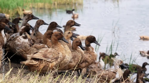 Free-range duck farming for egg production. A flock of Khaki Campbell ducks resting from foraging on earthen dyke under shade of a tree in a flooded rice field after harvest in lowland of Thailand.