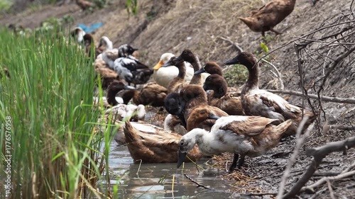 Free-range duck farming for egg production. A flock of Khaki Campbell ducks foraging in a flooded rice field after harvest traditional form of agriculture in lowland areas of Thailand.	
