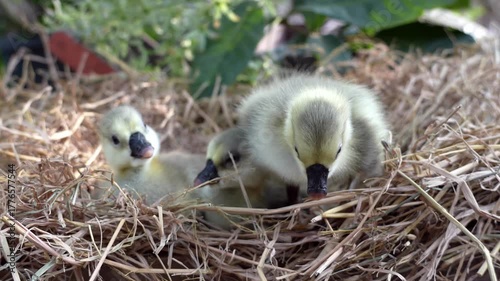 Three Newly hatched gray african or shitou goose gosling on straw or dry grass in the agricultural garden with warm morning light.	