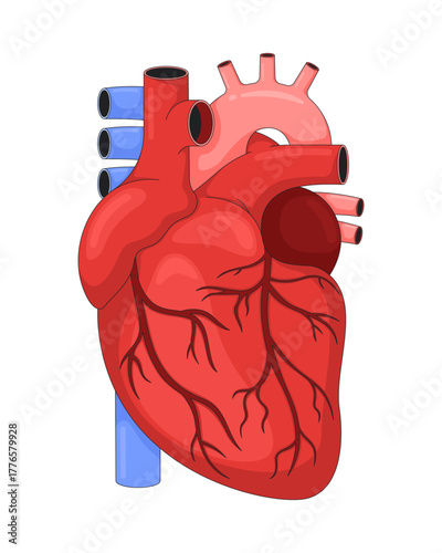 Anatomical human heart 2D vector illustration. Cardiovascular medical education. Coronary vessels. Cardiac muscle with arteries, veins flat object isolated on white background. Colorful cartoon image