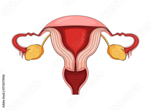 Female reproductive system 2D vector illustration. Uterus with fallopian tubes and ovaries. Women health. Gynecological internal organ flat object isolated on white background. Colorful cartoon image