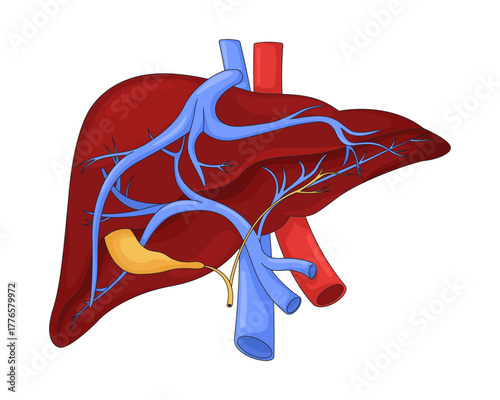 Human liver anatomy with vessels and bile ducts 2D vector illustration. Internal organ digestive. Medical education. Hepatic system flat object isolated on white background. Colorful cartoon image