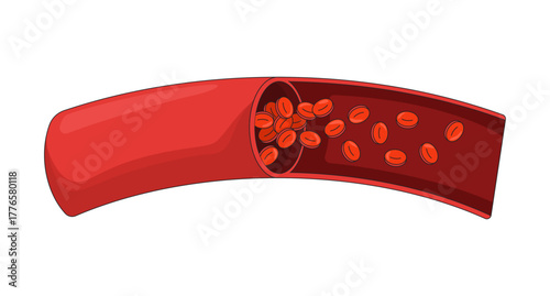 Human artery cross-section with red blood cells 2D vector illustration. Internal circulation. Erythrocytes flowing through vessel flat object isolated on white background. Colorful cartoon image