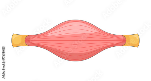 Human muscle in contracted widened state 2D vector illustration. Fiber tendon attachment. Soft tissue. Medical diagram. Muscular system flat object isolated on white background. Colorful cartoon image