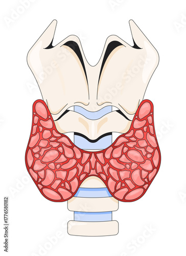 Thyroid anatomy with larynx and trachea 2D vector illustration. Hormone production organ. Butterfly-shaped endocrine gland diagram flat object isolated on white background. Colorful cartoon image