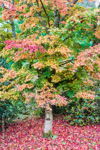 tree in autumn