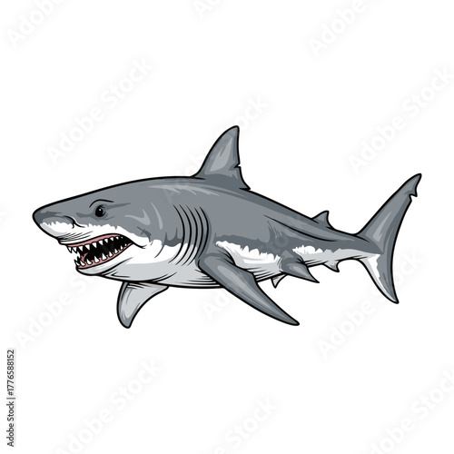 shark with a white background