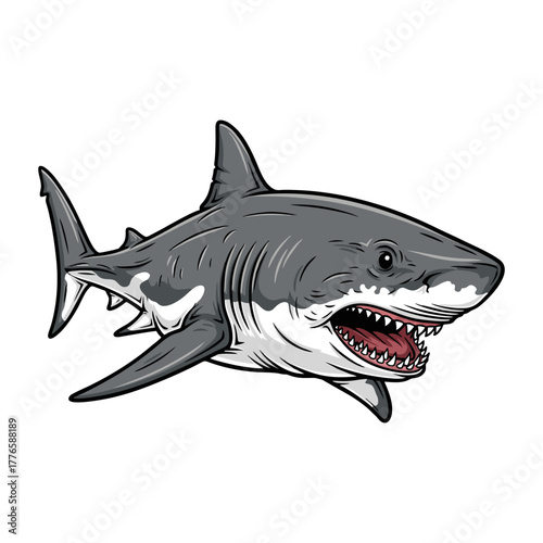 shark with a white background