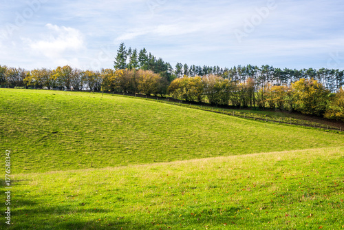 summer landscape in the forest