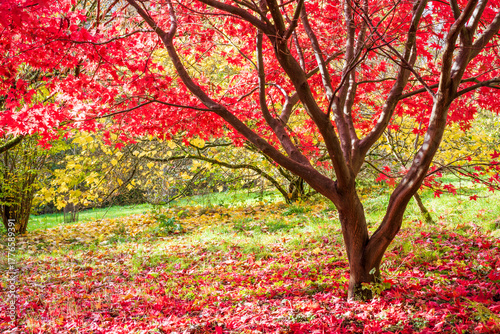 autumn tree in the park