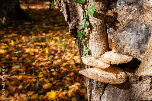 autumn leaves and fungi on a tree
