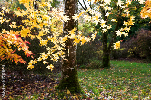 autumn leaves in the park