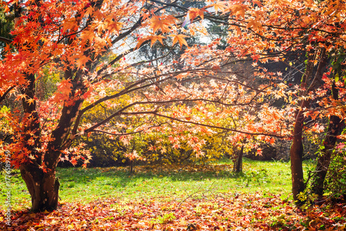 autumn trees in the park