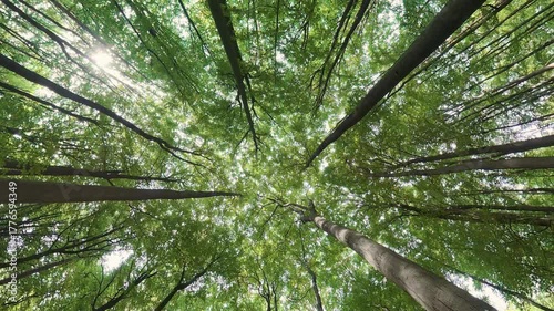 Baumkronen im Laubwald in Rotation, Bewegung, Blick nach oben