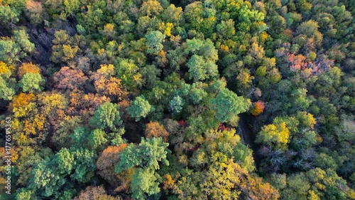 Aerial view of the Médoc forest, a dense and mysterious green haven where majestic trees and lush undergrowth blend, offering a peaceful and preserved natural sanctuary.