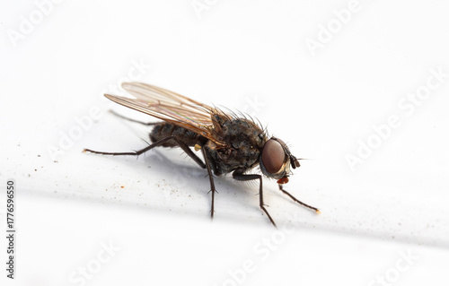 Macro photograph of the housefly (Musca domestica)