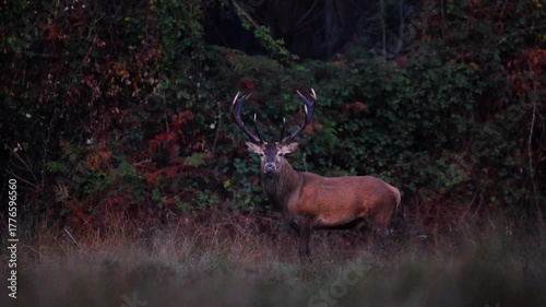 Male red deer, cervus elaphus, in rut during the breeding season on a field near a flowering purple heather forest