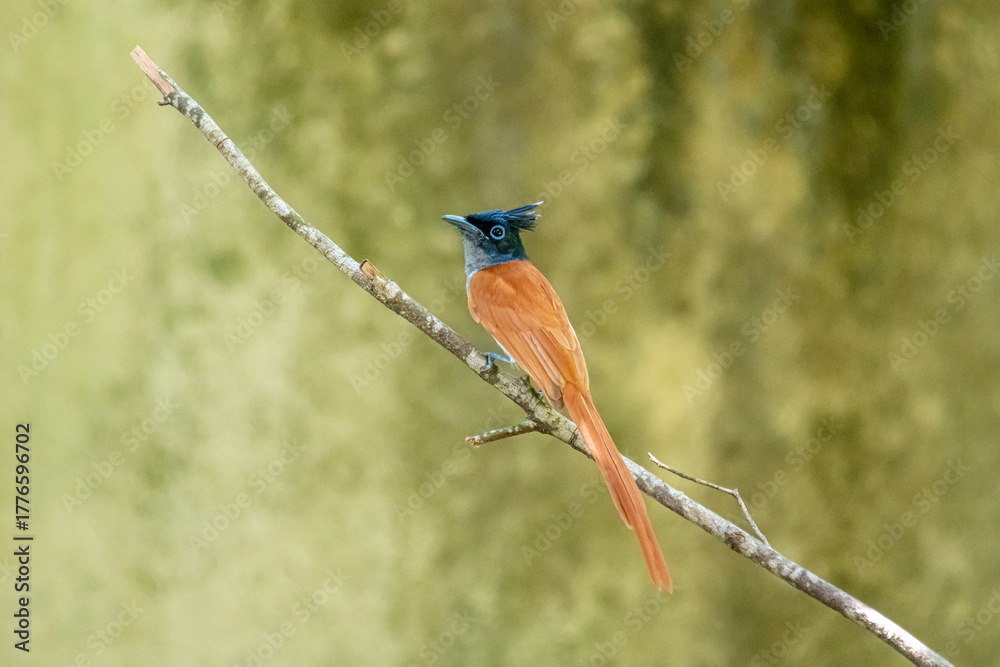 Fototapeta premium This male Indian paradise flycatcher, a medium-sized passerine bird, is perched on a branch.