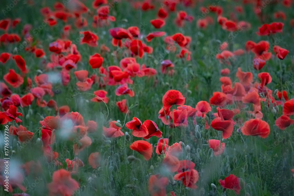 Obraz premium Field of red poppies blooming in soft summer light creating a peaceful natural scene