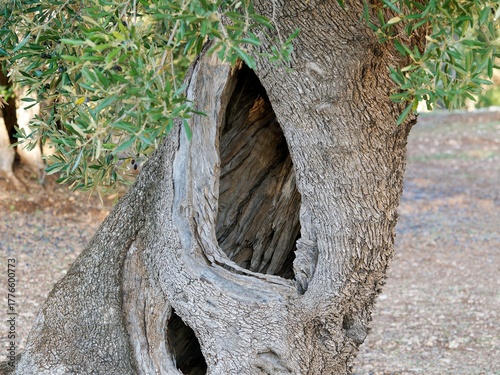 Close-up of old olive tree trunk with natural hollow in Mediterranean landscape