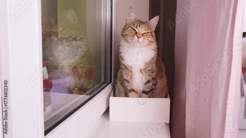 Domestic cat sits comfortably in small cardboard box on windowsill demonstrating feline love for confined spaces and playful curiosity in home setting