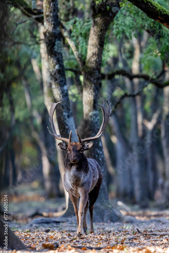 Fototapeta Naklejka Na Ścianę i Meble -  The wild european fallow deer male, Dama dama, roaring during autumn rut at the edge of forest meadow. Photographed in natural light and wild natural forest.

