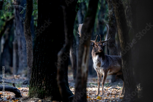 Fototapeta Naklejka Na Ścianę i Meble -  The wild european fallow deer male, Dama dama, roaring during autumn rut at the edge of forest meadow. Photographed in natural light and wild natural forest.
