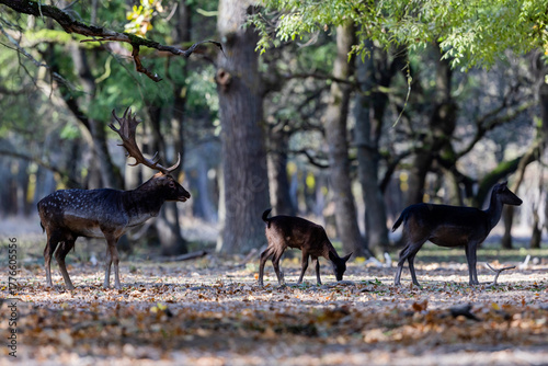 Fototapeta Naklejka Na Ścianę i Meble -  The wild european fallow deer male and female, Dama dama, during autumn rut at the edge of forest meadow. Photographed in natural light and wild natural forest.
