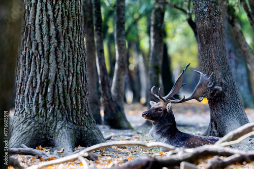Fototapeta Naklejka Na Ścianę i Meble -  The wild european fallow deer male, Dama dama, roaring during autumn rut at the edge of forest meadow. Photographed in natural light and wild natural forest.
