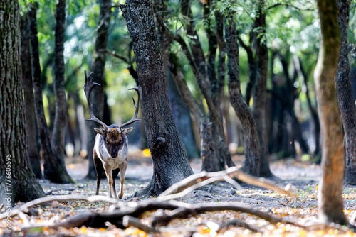 Canvastavla The wild european fallow deer male, Dama dama, roaring during autumn rut at the edge of forest meadow