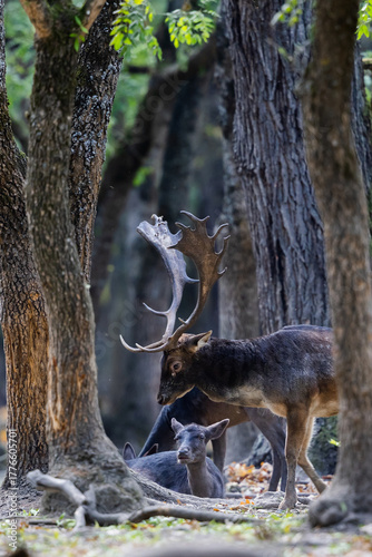 Fototapeta Naklejka Na Ścianę i Meble -  The wild european fallow deer male and female, Dama dama, during autumn rut at the edge of forest meadow. Photographed in natural light and wild natural forest.
