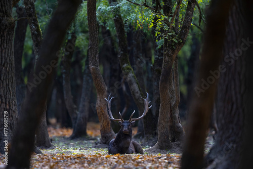 Fototapeta Naklejka Na Ścianę i Meble -  The wild european fallow deer male, Dama dama, roaring during autumn rut at the edge of forest meadow. Photographed in natural light and wild natural forest.

