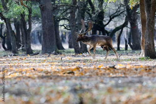 Fototapeta Naklejka Na Ścianę i Meble -  The wild european fallow deer male, Dama dama, roaring during autumn rut at the edge of forest meadow. Photographed in natural light and wild natural forest.
