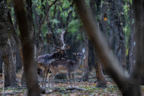 Fototapeta Naklejka Na Ścianę i Meble -  The wild european fallow deer male and female, Dama dama, during autumn rut at the edge of forest meadow. Photographed in natural light and wild natural forest.
