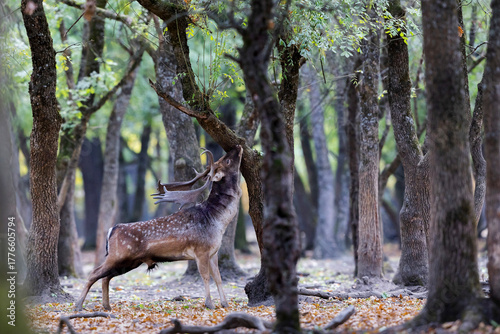 Fototapeta Naklejka Na Ścianę i Meble -  The wild european fallow deer male, Dama dama, roaring during autumn rut at the edge of forest meadow. Photographed in natural light and wild natural forest.
