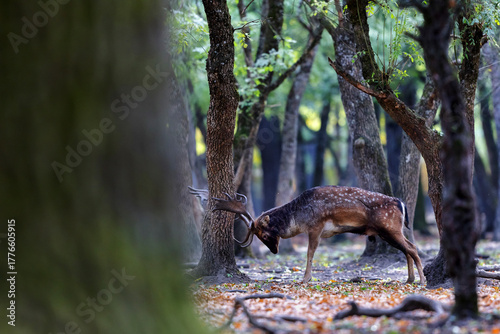 Fototapeta Naklejka Na Ścianę i Meble -  The wild european fallow deer male, Dama dama, roaring during autumn rut at the edge of forest meadow. Photographed in natural light and wild natural forest.
