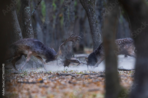 Fototapeta Naklejka Na Ścianę i Meble -  The wild european fallow deer male, Dama dama, fight during autumn rut at the edge of forest meadow. Photographed in natural light and wild natural forest.
