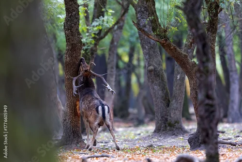 Obraz The wild european fallow deer male, Dama dama, roaring during autumn rut at the edge of forest meadow. Photographed in natural light and wild natural forest.
