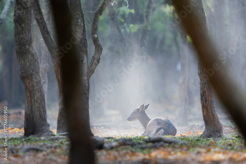 Fototapeta Naklejka Na Ścianę i Meble -  The wild european fallow deer female, Dama dama, during autumn rut at the edge of forest meadow. Photographed in natural light and wild natural forest.
