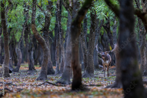 Fototapeta Naklejka Na Ścianę i Meble -  The wild european fallow deer male, Dama dama, roaring during autumn rut at the edge of forest meadow. Photographed in natural light and wild natural forest.
