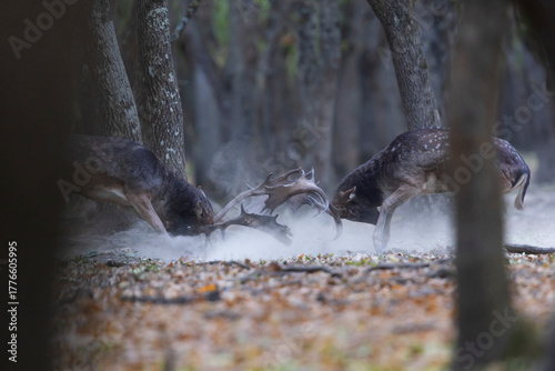 Fototapeta Naklejka Na Ścianę i Meble -  The wild european fallow deer male, Dama dama, fight during autumn rut at the edge of forest meadow. Photographed in natural light and wild natural forest.
