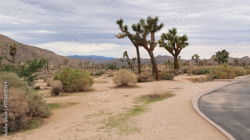Joshua Tree National Park near Twentynine Palms during a summer season in California, USA