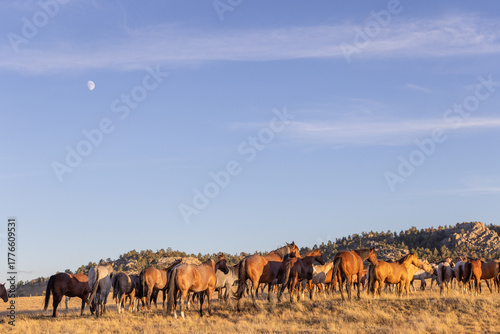 Tablou pe pânză Herd of western horses grazing under a clear blue sky with a rising moon in the