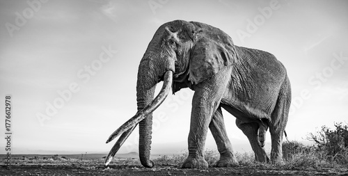 African elephant (Loxodonta africana), the famous Super Tusker elephant Craig, old bull elephant with big tusks, in atmospheric evening light, black and white, Amboseli, Kenya