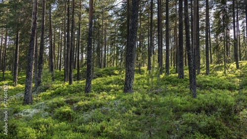 Wallpaper Mural Dense coniferous forest, blueberries on the ground, sun shining through the trees, near Eidsvoll, Akershus, Norway Torontodigital.ca